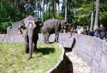 849970 Afbeelding van de olifanten van het Dierenpark Amersfoort (Barchman Wuytierslaan 224) te Amersfoort.